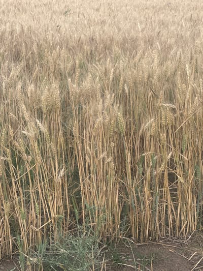 This media file depicts a close-up, overhead view of a wheat field, likely in the region of Bryastovets, Bulgaria. The scene is dominated by the texture and color of ripe wheat stalks and their heads, which are predominantly a light golden-brown, indicating they are ready for harvest. Some stalks are lying horizontally, suggesting they have been cut or have fallen, creating a dense, layered effect. Interspersed among the dry stalks are a few greener stalks and heads of wheat, as well as some other green vegetation, possibly weeds or younger plants.

The image captures the agricultural landscape, showcasing the bounty of a harvest. The lighting appears to be natural daylight, with a slightly muted tone, suggesting it could be overcast or that the sun is not directly overhead. There are no people visible in the image, and the focus is entirely on the plants and the earth. The right side of the image reveals a patch of dry, brown soil with some scattered green weeds. The overall impression is one of rural tranquility and the natural cycle of growth and harvest. No text is visible in the image.