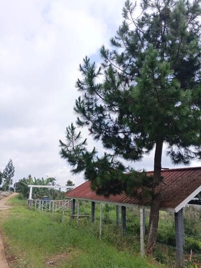 The image displays an outdoor scene in Man Gyat, Myanmar, under an overcast sky with patches of light blue. A large pine tree dominates the right side, featuring a dark brown trunk and dense green needles. Its branches extend over a long, open-sided shelter directly beneath it, which has a reddish-brown corrugated roof supported by dark grey pillars and bordered by a white fascia. The ground in the foreground and between the path and the shelter is covered with green grass and various weeds. A dirt path runs along the left side of the frame, curving gently uphill. To the left of the shelter, a white railing structure with horizontal and cross-patterned supports is visible, behind which appears a blue, possibly cylindrical, object partially obscured by foliage. In the background on the left, additional trees, including a tall, slender conifer and broader-leaved vegetation, are present. No individuals or active subjects are visible within the scene.
