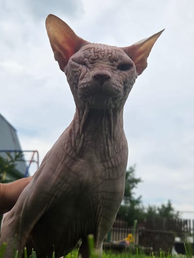 A hairless cat is being held outside in a grassy area. The cat is light pink with visible wrinkles on its head and body. It has large ears that are pointed upwards. In the background, there is a cloudy sky, some green trees, a wooden fence, and a glimpse of a building structure. There is also a hand visible holding the cat. The scene is outdoors in a residential or rural setting, possibly a backyard.