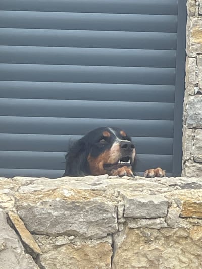 A close-up, eye-level, outdoor medium shot captures a Bernese Mountain Dog peeking over a low, rough-hewn stone wall, with horizontal grey blinds providing a dark, textured background. The dog's head and forepaws are visible. Its mouth is slightly open, revealing teeth, and its tongue is not visible. The dog's fur is black, brown, and white, with distinct brown markings above its eyes. Its eyes are dark and appear to be looking upwards and to the right. Its forepaws are resting on the stone wall, and its claws are visible. The stone wall is comprised of large, irregularly shaped grey and tan rocks with visible mortar. The grey blinds create a strong horizontal pattern. The overall lighting suggests an overcast day. The scene is located in São João das Lampas, Portugal.