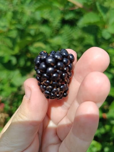 A close-up, eye-level shot shows a hand holding a single, ripe blackberry. The blackberry is dark purple to black and composed of many small drupelets, reflecting light from the sun. The hand is lightly holding the berry, with fingers curved around it. The background is a blur of green foliage, suggesting an outdoor, natural setting like a garden or field. The lighting indicates it is daytime, with shadows visible on the hand. The image was taken in Nezavertaylovka, Moldova.