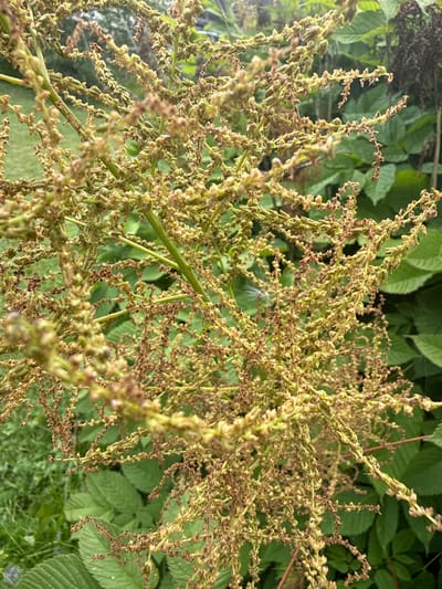 A close-up, vertical shot captures a cluster of dried seed pods on a thin, branching stem, with a blurred background of lush green foliage. The seed pods are small, irregular, and a mix of light brown and faded green, arranged in dense, pendulous clusters along the stems. Some of the pods are still attached to their thin stalks, while others appear to have already shed. The overall impression is one of nature in the process of seed dispersal. The image is an outdoor shot, likely in a garden or natural setting, given the abundance of greenery. The specific location in Ridabu, Norway, is not visually identifiable from the image itself, as it focuses solely on the botanical subject.