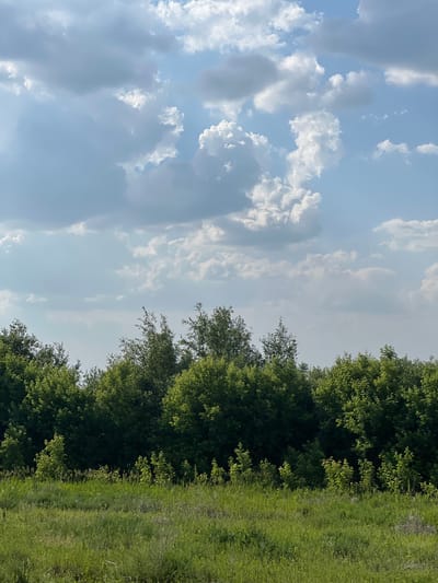 This image depicts a natural landscape under a partly cloudy sky. The foreground consists of a field of tall green grass, with shorter green vegetation and some dry stalks in the middle ground. Behind the grassy area, a dense line of green trees forms a treeline, with varied heights and densities of foliage. The sky above is a pale blue, with numerous white and gray cumulus clouds scattered across it. The scene appears to be a rural or undeveloped area, possibly on the outskirts of Verkh-Tula, Russia, given the natural vegetation and open sky. There are no people or man-made structures visible in the image.