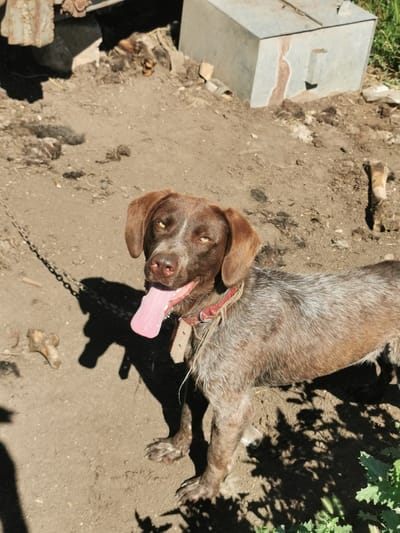 A brown and white German Shorthaired Pointer dog with its tongue hanging out is tethered to a chain on a dirt ground. The dog is wearing a red collar and appears to be panting. In the background, there is a metal box and what looks like part of a vehicle. The environment is dusty and appears to be an outdoor setting. This scene is located in Carbuna, Moldova.