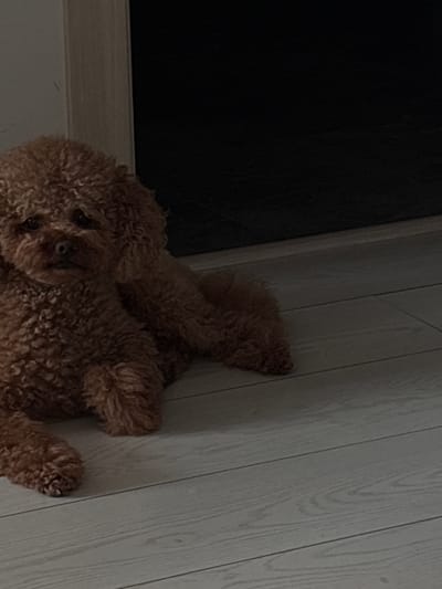 A brown poodle lies on a light-colored wooden floor. The poodle is facing the viewer and is positioned in the lower-left quadrant of the image. The background is dark and out of focus, with a sliver of a doorway visible on the left. The lighting is dim.