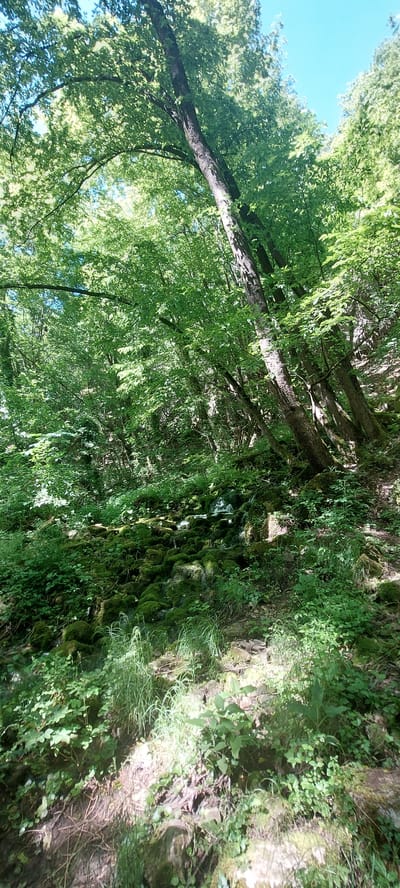 The image shows a view in the town of Бачково, Bulgaria, where lush greenery abounds. Trees with abundant green foliage reach towards the sky, where a sliver of blue is visible. A rock wall covered in moss and vegetation is present. The photo is taken from a low angle, looking upwards towards the trees and sky. There are no visible people, animals, or indications of human activity beyond the potential presence of a constructed rock wall.
