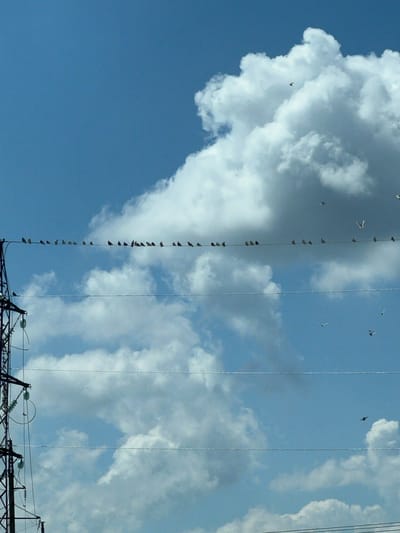 The image shows a clear blue sky with fluffy white clouds. A flock of birds is perched on a power line running horizontally across the frame. In the lower left corner, a portion of a power transmission tower is visible. The scene appears to be outdoors, likely in a rural or suburban area, given the presence of the power lines and tower. There are no people visible in the image. The overall atmosphere is bright and sunny. It is not possible to determine the specific location within Yelizavetinskaya, Russia from the image alone.