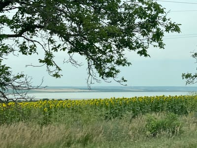 A wide shot captures a picturesque landscape featuring a field of sunflowers bordering a tranquil body of water. The foreground is dominated by tall, dry grasses and some greenery. A dense canopy of lush green leaves from a large tree partially obscures the top left corner of the image, with its branches extending across the frame.

In the mid-ground, a vibrant field of sunflowers stretches horizontally, their bright yellow petals facing upwards. The sunflowers are densely planted, creating a striking visual contrast against the softer tones of the background. Behind the sunflowers, a serene lake or reservoir is visible, its calm surface reflecting the overcast sky.

The background reveals a hazy, distant shoreline with rolling hills and sparse vegetation. The sky is a uniform, muted gray, suggesting an overcast or cloudy day. The time of day is indeterminate due to the lighting conditions, but the overall atmosphere is peaceful and natural.

The location is identified as Cazaclia, Moldova. There is no visible text in the image. The scene evokes a sense of natural beauty and rural tranquility, with the sunflowers providing a burst of color and life to the otherwise subdued palette of the landscape. The presence of the large tree in the foreground adds depth and frames the scene, while the distant shoreline hints at a vast, open environment.