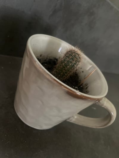 A small, spiny cactus is planted in a cream-colored ceramic mug with a brown rim and handle. The mug is tilted, resting on its side. The cactus is positioned in the center of the mug, surrounded by dark soil. The background is a dark, textured surface, possibly a wall. The overall scene appears to be indoors, with no discernible urban features of Староживотинное, Russia visible.