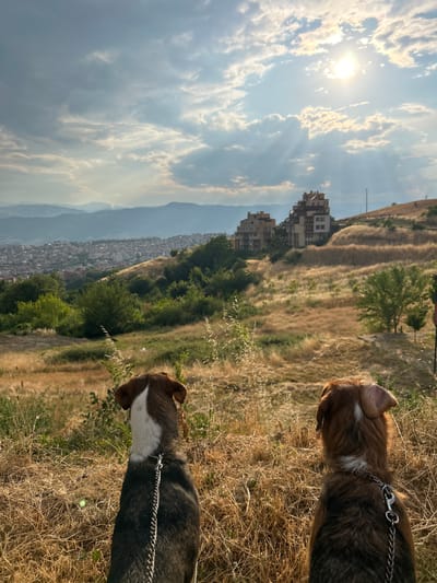 The image depicts two dogs on a grassy, sun-drenched hillside overlooking a city and mountains. The sky is bright blue with scattered, puffy white clouds, and the sun is visible, casting rays through the clouds. The hillside is covered in dry, golden grass, with some patches of green trees and bushes. In the middle ground, several multi-story apartment buildings are visible on the slope. The background shows a sprawling city with many buildings, extending towards distant, hazy mountains. The lighting suggests it is late afternoon or early evening, with the sun low in the sky. The dogs, one reddish-brown and white, and the other dark brown with white markings, are on leashes and appear to be looking out over the vista. The overall mood is serene and picturesque, capturing a moment of quiet observation in a natural setting with an urban backdrop. There is no visible text in the image. The location is identified as Polenitsa, Bulgaria.
