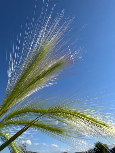 The image captures a close-up view of several green wheat or barley stalks against a bright, clear blue sky. The stalks are the primary subjects, with their feathery awns and central seed heads prominently displayed. The angle of the shot is from below, looking upwards, which emphasizes the vastness of the sky. The lighting suggests it is daytime, likely late morning or early afternoon, given the brightness and the clear sky, indicating good weather. There are faint white wisps, possibly clouds or dust, scattered in the sky. In the upper right corner, a dark, blurred shape suggests the presence of trees or foliage, providing a subtle hint of the surrounding environment. No people or explicit text are visible. The focus is on the natural beauty of the grass stalks silhouetted against the sky.