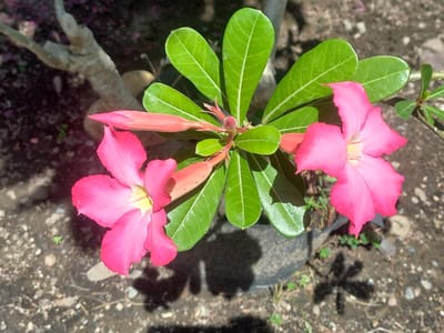 A close-up shot captures two bright pink Adenium flowers, also known as Desert Roses, in full bloom. The flowers have five petals each and a yellow center. Surrounding the blooms are glossy, deep green leaves with prominent veins. Several long, slender pink buds are also visible, hinting at more flowers to come. The plant appears to be growing in a dark pot, partially visible in the lower right and center of the frame, with its trunk and branches snaking upwards. The background consists of dark, earthy soil mixed with small pebbles and fallen pink petals, suggesting an outdoor setting. In the upper left, a weathered, light-colored tree branch is visible, possibly belonging to the same plant or a nearby one. The sunlight casts a distinct shadow of the plant's foliage onto the ground, indicating it's a bright, sunny day. The overall impression is one of natural beauty and vibrant life, with the sharp focus on the flowers and leaves contrasted by the softer focus of the surroundings. The scene is set in Blangcot Tunong, Indonesia. No text is visible in the image.