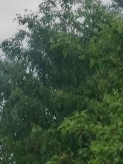 The image shows a blurry overview of trees against a pale sky, possibly indicating overcast weather or rain. The foliage is dense and appears to be a mix of green hues. Small white streaks are visible throughout the image, which could be raindrops or motion blur. The overall impression is that of an outdoor natural scene, likely a park or wooded area. No specific landmarks or details that would pinpoint a location within Дзешчанскі сельскі Савет, Belarus, are discernible. There are no people or visible actions taking place.