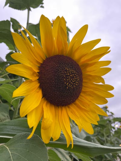 A close-up, eye-level shot showcases a vibrant sunflower against a cloudy sky. The sunflower's large, dark brown center is surrounded by bright yellow petals, some of which are slightly curled or bent. Large, dark green leaves are visible at the bottom and left of the frame, with a lighter green leaf positioned in the foreground. The background is a soft blur of greenery and a pale, overcast sky. The scene appears to be outdoors, possibly in a garden or field, with no people or man-made structures immediately apparent in the frame, other than possibly some distant fencing or buildings hinted at in the blurred background. There is no information in the image to determine a specific location in Somerville, United States of America.
