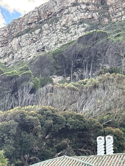 The image shows a portion of Table Mountain in Muizenberg, South Africa. The mountain's rocky face is visible on the left, partially covered with sparse vegetation. A dense line of trees and shrubs grows along the side of the mountain. On the right, a section of a structure, potentially a building or fence, is visible with white, corrugated elements. The sky appears partially visible in the bottom left corner.