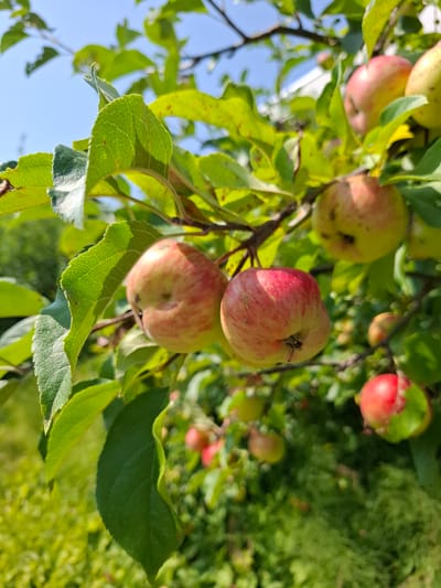 A close-up, eye-level shot captures a branch of an apple tree laden with ripe fruit and green leaves under a clear blue sky. The apples exhibit a mottled pattern of red and yellow hues, with some appearing more red and others predominantly yellow. Several of these fruits are in sharp focus, showcasing their round to slightly oblong shapes and the presence of small stems. The leaves, varying in shades of green, are also well-defined, with visible veins and some appearing slightly wilted or damaged. The background transitions from the vibrant green foliage to a soft, blurred expanse of lush vegetation, suggesting an outdoor environment, likely a garden or orchard. The overall lighting suggests a sunny day. The image does not depict any people or specific landmarks that would indicate its location within Eschenbach (LU), Switzerland.