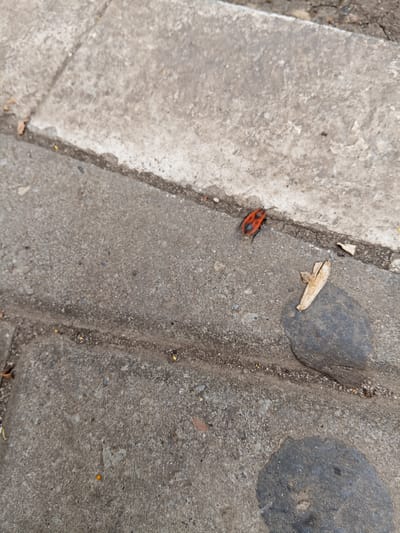 The image shows a close-up, overhead view of a concrete surface, possibly a sidewalk, with a distinct line of division between two sections of concrete. A small insect, red and black in color, is visible on the lower section of concrete, near the dividing line. To the right of the insect, a small, dried leaf rests on the concrete. Further to the right, a dark, wet patch is present on the concrete, with another smaller dark patch visible below it. The concrete itself appears worn and aged, with small stones and debris embedded in its surface. The scene is devoid of any human presence or activity. The location is identified as Panino, Russia.