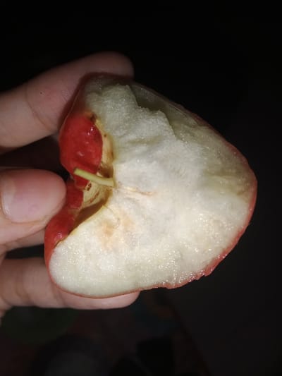 A human hand, with visible thumb and index finger, is holding a partially consumed red rose apple (Syzygium samarangense) against a dark, indistinct background. The fruit exhibits irregular bite marks, exposing its white, moist interior flesh. A slender, green stem-like structure is visible within the fruit's core. The exterior of the fruit is a deep red. The scene is illuminated by an apparent direct light source, creating highlights on the fruit and hand. This observation was made in Alue Mudem, Indonesia.