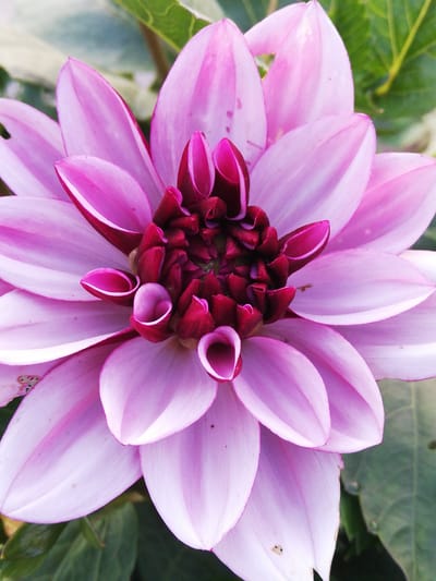 A close-up, eye-level shot captures a vibrant pink dahlia in full bloom. The flower's intricate petals, ranging from soft lavender to deep magenta, unfurl in a spiral pattern, revealing a dark crimson center. The petals are slightly cupped, with some showing subtle pink veining. The flower is set against a blurred background of green foliage. The image appears to have been taken outdoors in a natural setting. There is no indication of the location being within the city of Новапагосцкі сельскі Савет, Belarus, or any other specific urban or rural area. The image contains no people, actions, or interactions.
