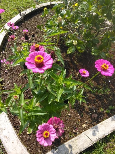 The image depicts a raised flower bed containing multiple Zinnia flowers and foliage, situated in Eghezée, Belgium. The primary subjects are several Zinnia flowers, predominantly pink or magenta with prominent yellow-orange central discs. These flowers are observed at various growth stages, including fully open blossoms, unopened buds, and some decaying flowers. The Zinnia plants exhibit green, lanceolate leaves. They are rooted in dark brown, granular soil. The flower bed is bordered by a light gray, concrete or stone curb, visible on the left and bottom edges of the frame. In the upper right background, a dense cluster of green shrubbery with some small yellow flowers is present. Green grass is visible surrounding the planter to the left and lower right. The scene is illuminated by direct sunlight. No individuals or specific actions are depicted.