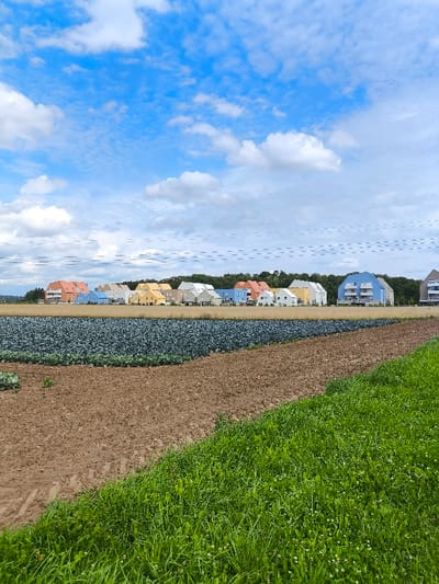 The image displays an agricultural landscape adjacent to a residential development in Wolfisheim, France. In the foreground, a diagonal section of vibrant green grass occupies the lower right. Adjacent to this, a large segment of disturbed brown earth with visible tire impressions extends across the lower central and left areas. To the left of the brown earth, a field of dense, dark green leafy crops, consistent with cabbage plants, is visible, with a single larger, lighter green cabbage head discernible on the far left.
In the midground, a row of modern residential buildings of varying heights and designs is present. These structures feature distinct colored facades including orange, light blue, yellow, white, and gray/beige, with several exhibiting curved or gabled roofs. No individuals are visible. The background consists of trees and foliage behind the buildings. The sky above is light blue with scattered white clouds; faint horizontal line artifacts are present across the upper mid-portion of the sky.
