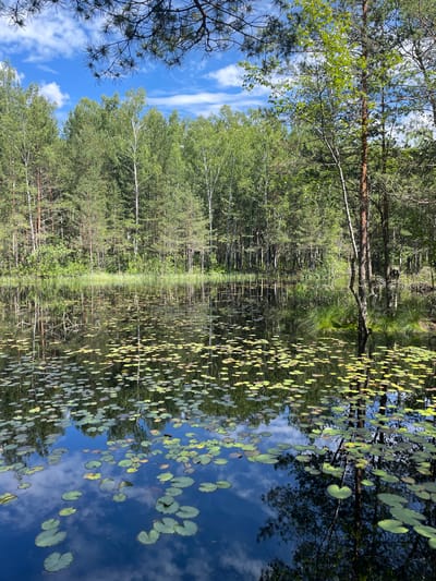 A vertical, eye-level, medium shot captures a tranquil lake scene in Priluki, Russia. The foreground is dominated by dark, calm water adorned with numerous lily pads, some submerged and others floating on the surface. A few lily pads are visible in darker shades, while others are a lighter green. The water reflects the bright blue sky, scattered with fluffy white clouds, and the surrounding verdant forest.
The middle ground features the lush green forest lining the lake. Tall, slender trees with thin trunks and dense green foliage create a uniform wall of green. Among them, a few lighter-barked trees, possibly birches, stand out. The forest appears to be a mix of coniferous and deciduous trees, suggesting a temperate climate.
In the upper part of the image, the branches of a pine tree with long, needle-like leaves extend into the frame from the top left. The sky above the trees is a vibrant blue with wispy white clouds. The overall impression is one of natural serenity and stillness. There are no people or animals visible in the image, and no discernible human activity. The scene suggests a secluded natural environment, likely a park or a nature reserve.