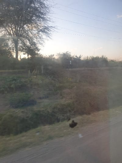 A rural scene at dusk features a dirt road to the right, alongside grassy terrain with scattered vegetation. In the distance, a line of trees and bushes blurs against the bright setting sun, obscuring details. Electrical lines stretch across the sky, above a bare tree in the foreground. A blemish or mark appears on the lens or glass, partially obscuring the view. The light and angle suggest the image was taken from a moving vehicle.