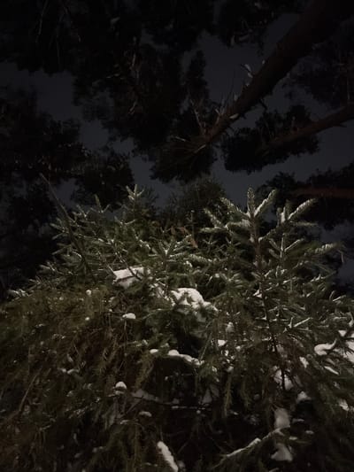 A low-angle shot gazes upwards into a dark, possibly nighttime forest. Tall, dark trees loom on the left, their forms barely visible against the inky sky. To the right, a dense evergreen tree dominates the view, its branches heavily laden with patches of snow. The image's contrast highlights the snow-covered branches, creating a textured foreground against the dark backdrop of the forest.