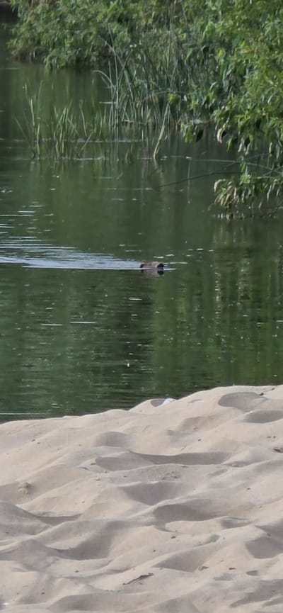 A semi-aquatic animal, possibly a nutria or muskrat, is swimming in a body of water, leaving a wake behind it. The water's surface is reflective, showing the green foliage of trees and reeds along the opposite bank. In the foreground, a sandy shore is visible, with undulating dunes suggesting a beach. The overall scene depicts a natural environment, likely a river or lake, in Mazyr, Belarus.