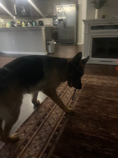 An indoor scene depicts a German Shepherd dog walking across a rug. The dog is positioned in the foreground, facing right, with its body partially obscured by the camera's angle. It appears to be holding an orange toy in its mouth. The background shows a kitchen area with cabinets, a refrigerator, and a counter with various items on it. To the right of the kitchen is a fireplace. The lighting in the image is dim, suggesting it was taken in the evening or in a low-light environment. The location is described as Jacksonville, United States of America, though this information is not visually evident from the image itself.