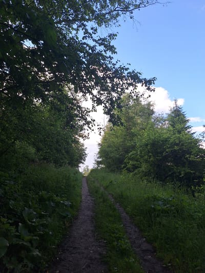 This image depicts a dirt path winding through a lush green forest. The path, which appears to be a trail or unpaved road, is lined with tall grass and dense foliage. Trees, some with dark green leaves and others with lighter green, form a canopy overhead and line the sides of the path. The sky above is a bright blue with scattered white clouds. The overall impression is one of a natural, serene environment. This scene is likely located in Sim, Russia, given the context provided.
