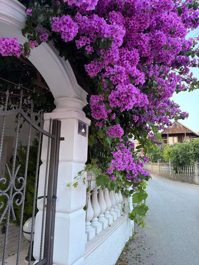 A close-up shot showcases a vibrant display of purple bougainvillea flowers cascading over a white stucco pillar, a section of a black wrought iron gate, and a decorative white balustrade. The pillar, which is part of an arched entryway, bears a blue and white street sign with the number "7" and text that reads "Vojvode Maška Vešovića". To the right of the pillar and balustrade, a paved road curves away, bordered by a low concrete fence and lush green foliage. In the background, a rustic wooden house with a dark roof is visible, nestled amongst trees and other greenery. The sky above is a pale, hazy blue. The scene appears to be an exterior view on a street in Burtaiši, Montenegro.