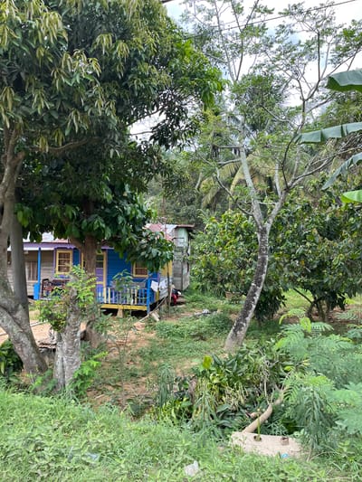 This is a photograph of a small, vibrantly colored wooden house situated in a lush, tropical environment. The house features blue walls with yellow and purple trim around the windows and porch. A blue railing encloses the porch area. The house appears to be on stilts, with a wooden support structure visible.

The scene is dominated by dense green foliage, including large trees with thick trunks and leafy canopies, as well as smaller shrubs and grasses. The vegetation is so abundant that it partially obscures the house, creating a sense of being nestled within nature. The ground is a mix of soil and scattered debris.

In the background, other wooden structures and possibly parts of a larger building can be seen, suggesting a small settlement or village. Some laundry is visible hanging on a line near one of the structures. Two people are partially visible, one sitting on the porch and another further back near the structures.

The time of day appears to be daytime, with natural light illuminating the scene, though the dense tree cover creates areas of shadow. The weather seems to be overcast or a mild day, as there are no harsh shadows or bright sunlight. The overall impression is one of a simple, rustic dwelling in a verdant, natural setting.

There is no visible text in the image.