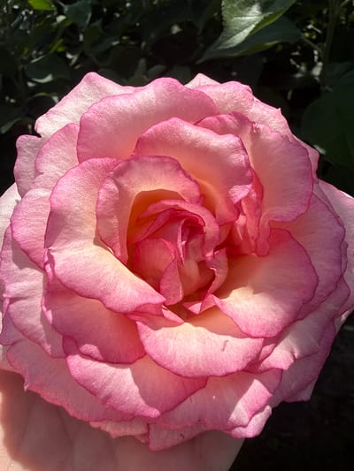 This is a close-up, overhead shot of a blooming pink and white rose. The rose is the primary subject, filling most of the frame. Its petals are layered and ruffled, with the edges tinged with a deeper pink that fades to a lighter pink and then to a creamy white towards the center. Sunlight illuminates the petals, creating highlights and casting soft shadows, indicating it's daytime. The background is a mix of dark, out-of-focus green foliage and a blurred area that appears to be a person's hand, also out of focus, gently supporting the rose from the right side. The overall mood is serene and highlights the delicate beauty of the flower. The location is Hraniv, Ukraine. No text is visible in the image.