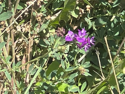 This is a close-up, eye-level, outdoor, medium shot photograph of purple flowers and green foliage. The flowers are in bloom, with several purple petals clearly visible. The foliage is dense and appears to be a variety of green leafy plants and dried stalks. The lighting suggests it is daytime, with shadows cast by the plants. The scene is a natural, overgrown area, likely in a park or wildland setting. There are no people or animals visible. The image does not provide any specific information that would allow for pinpointing a location within the city of Spitak, Armenia.