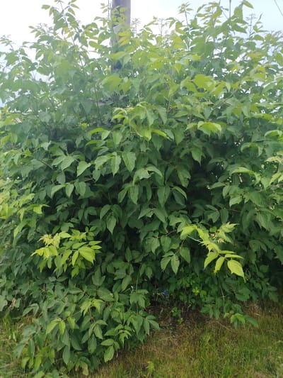 The image depicts a dense, overgrown shrub with lush green foliage, filling the majority of the frame. Some of the leaves are lighter green, possibly indicating new growth or different species within the shrub. In the background, a portion of a wooden utility pole is visible, suggesting an outdoor, possibly urban or suburban, setting. The base of the shrub transitions into a patch of dry grass and a hint of soil. A small blue object, possibly discarded trash, is partially visible amongst the lower branches of the shrub. The overall impression is of a wild, untamed section of vegetation. The location is identified as Буланаш, Russia.