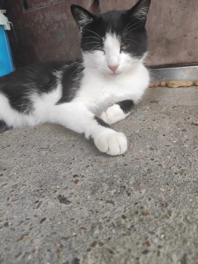 A black and white cat is lying on a concrete surface. The cat is on its side with its paws extended. Its eyes are partially closed, and its mouth is slightly open, giving it a relaxed appearance. The cat has distinct black markings on its ears, back, and tail, contrasting with its white fur.

The scene appears to be outdoors, with the concrete surface textured with small pebbles and stones. To the left of the cat, a metallic surface and some blurred brown elements suggest a wall or some sort of structure. Further to the left and partially visible is a bright blue object, possibly a container or a piece of equipment, with some white elements and faint text, though the text is not legible. The lighting suggests it could be daytime, with natural light illuminating the scene. The overall impression is of a peaceful moment, with the cat resting comfortably in its environment. The location context of Blizhnii Khutor, Moldova, doesn't provide specific visual cues visible in the image itself but sets a general geographical context.