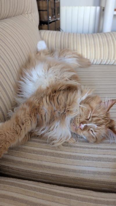 An orange and white long-haired cat is sleeping on a striped beige couch. The cat is lying on its side with its eyes closed. In the background there is a wooden crate and a slatted white blind. The location is Urbanització Port Saplatja, Spain.