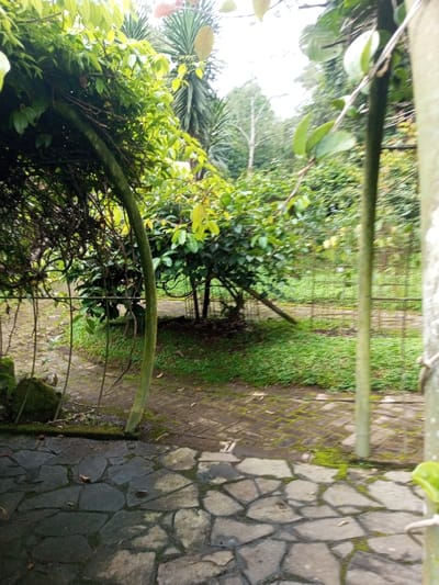 This image captures a serene view within a lush, green garden or natural park. The foreground features a stone-paved path made of irregular, dark grey and brown flagstones, many of which are damp and show patches of moss.
Beyond this, a reddish-brown brick pathway curves gently to the right, also exhibiting signs of moss growth. To the left of the brick path, a vibrant carpet of green ground cover stretches towards the midground.
A prominent feature in the midground is a verdant archway or trellis, heavily overgrown with climbing vines and dense leafy plants. The archway's supports appear to be thick, curved natural elements, possibly wood or bamboo, which are themselves covered in green growth. On the right side of the frame, a vertical, light-colored support or tree trunk is partially visible, with small green leaves clinging to it.
Behind the archway and along the brick path, various bushes and smaller trees with abundant foliage create a dense green environment. In the background, taller trees, including a palm-like plant with distinct fronds on the left, are partially visible against an overcast, bright sky. The soft, diffused lighting suggests it is daytime under a cloudy sky, contributing to a peaceful and tranquil atmosphere.
No people or animals are present in the scene, and there is no visible text. The overall impression is one of natural beauty and seclusion, characteristic of a well-established garden or natural area in a region like Bijanwada, India.
