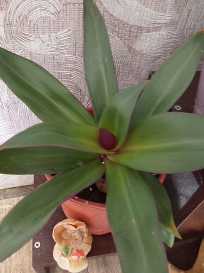 A high-angle, close-up, indoor shot shows a purple heart plant in a terracotta pot, resting on a dark wooden surface. The plant's leaves are long and pointed, with a deep green color and thin purple edges. The center of the plant has a vibrant purple hue. To the left of the plant, a seashell ornament containing a small seahorse, a red starfish, and green artificial grass is visible. The background features a textured, light-colored wall with a swirling pattern. There are no people present in the image. The scene appears to be a domestic setting, possibly a windowsill or shelf in Soltsy, Russia.