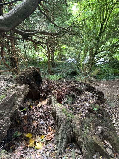 The image depicts a close-up view of a decaying log in a wooded area. The log is split and appears to be rotting, with visible moss and fungi growing on its surface. The ground around the log is covered in fallen leaves, twigs, and small stones. In the background, dense greenery suggests a forest or park environment. The lighting indicates an overcast day, with diffused light filtering through the trees. The scene is devoid of any human presence or activity. The image does not provide any specific indicators of its location within Castlecomer, Ireland.