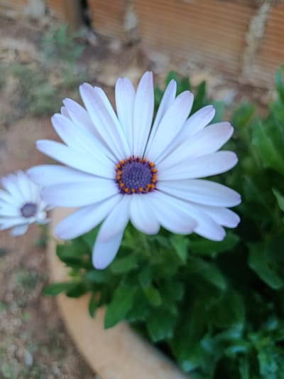 This is a close-up, vertical, eye-level shot of a white daisy-like flower. The flower is the primary subject, with its white petals with faint purple tips radiating outwards. In the center of the flower is a dark purple disc surrounded by small orange dots. To the left of the main flower, a second, smaller daisy is visible and out of focus, also with white petals and a dark center.
The background is blurred, showing green foliage behind the flowers. A brick wall, rendered in shades of brown and orange, is visible in the upper right portion of the image. The lighting suggests it is daytime. The overall scene is natural and peaceful, focusing on the beauty of the flowers. There is no text visible in the image.