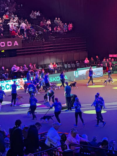 This image depicts an indoor arena event at the Resorts World Arena, National Exhibition Centre (NEC), Metropolitan Borough of Solihull, United Kingdom.
The scene captures a dynamic moment, likely a dog show, competition, or rehearsal, with approximately 25-30 individuals and 15-20 dogs on the arena floor. The arena floor is illuminated by strong purple and blue theatrical lighting. Many individuals, mostly adults, are dressed in coordinated dark blue or black athletic attire, including t-shirts and trousers. Each person is actively engaged with one or more dogs, typically on a leash. Observed actions include individuals walking, jogging, and bending over, interacting with the dogs and scattered equipment. Specific visible objects on the floor include a white rectangular panel and a cylindrical item, suggestive of dog agility obstacles.
In the background and upper sections of the image, spectators occupy tiered seating, observing the activity on the arena floor. The stands are moderately populated with individuals in casual attire. A prominent "SKODA" sign in large white lettering is affixed to a dark wall section of the arena structure. Along the perimeter of the arena floor, a green barrier is visible, displaying the white logo of the Royal Kennel Club and the text "At your service."