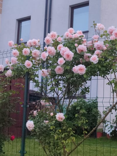 This media file shows a close-up view of a large rose bush laden with pale pink roses. The bush is growing next to a wire mesh fence. In the background, a modern building with light-colored siding and dark-trimmed windows is visible. A dark gray downspout runs vertically along the side of the building. The roses are the primary subjects, with many blooms in various stages of opening, some buds also present. The leaves are a vibrant green.
The scene appears to be outdoors, likely in a residential garden or yard, given the presence of the fence and building. The lighting suggests it is daytime, possibly late afternoon or early evening, as the light is soft. The weather seems calm. The location cues, combined with the mention of Tczew, Poland, place the scene in that specific region. No people are visible in the media. The overall mood conveyed is one of natural beauty and tranquility. There is no visible text in the image.