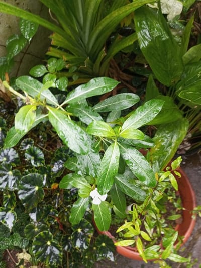 A terracotta pot overflows with greenery. A periwinkle plant with glossy, rain-kissed leaves dominates the center, showcasing a single white flower. Diverse foliage surrounds it: a begonia with striking circular leaves, a leafy ornamental plant, and a young tree with small, light-green leaves. Additional broad-leaved plants and a plant with erect leaves rise in the background, filling the space with varied textures and shades of green.