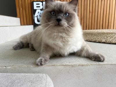 A Ragdoll cat with blue eyes lies on a light gray, speckled platform that resembles a wide step. Its front paws are extended forward. Behind the cat are vertical wooden slats and a black and white object with the letters "BAU" visible. A woven material sits to the right of the cat. The platform appears to be part of an interior staircase. The location, Buduk, Indonesia, is not visually evident from the image alone. No people are visible.