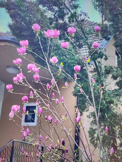 The image shows a close-up of a flowering magnolia tree with pink blossoms and buds. The tree is in bloom, with many flowers at various stages of development. The background includes a building with a brown facade, a white-framed window, a black metal railing, and evergreen trees. The overall scene suggests a residential setting in Zrenjanin, Serbia, during springtime. There are no people visible in the image.