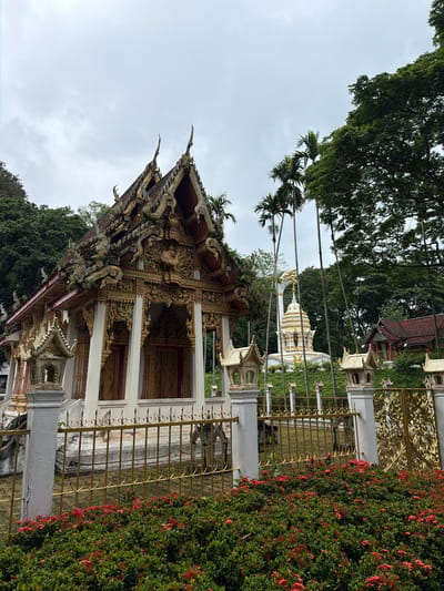 This image depicts a temple complex in Chiang Dao, Thailand, under an overcast sky. The central focus is an ornate, traditional Thai temple structure with a multi-tiered, gilded roof featuring distinctive finials. Its facade is primarily white with extensive gold detailing and intricate carvings around windows and doorways. To the right and slightly behind this structure, a white and gold stupa or chedi with a large, arching golden element is visible on a gently sloped, green hill. Further right, a smaller building with a red-tiled roof is partially obscured by trees.

In the immediate foreground, a golden metal fence with decorative patterns and white concrete posts topped with small, elaborate lantern-like structures delineates the temple grounds. Directly in front of this fence is a dense bed of green bushes profusely covered in small, vibrant red flowers. Tall, slender palm trees rise in the mid-ground, interspersed with lush, dense green foliage of larger trees that form a rich natural backdrop. No individuals are present in the scene.