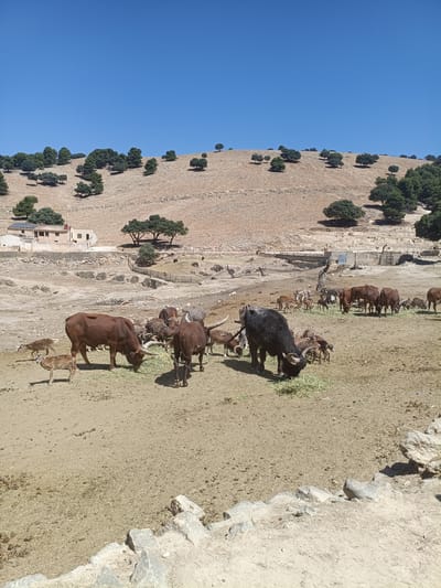The image depicts a zoo enclosure in Penàguila, Spain, under a clear blue sky. A herd of animals, including several adult watusi cattle, a dark buffalo, and numerous smaller ungulates resembling goats or deer, are grazing on a patch of hay in the sandy enclosure. The background features a dry, hilly landscape dotted with scattered trees and shrubs. In the middle ground, a few buildings are visible, one appearing to be a residential structure with a red roof, adjacent to solar panels. A stone wall runs along the lower edge of the frame, partially obscuring the ground. The overall scene suggests a sunny day in a semi-arid environment.