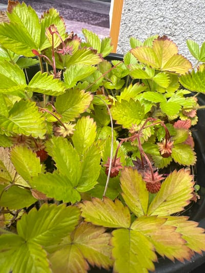 This media file is a close-up, top-down shot of a patch of wild strawberry plants. The leaves are predominantly bright green, with some showing yellowing and reddish-brown edges, suggesting they might be experiencing stress or are in a transitional phase. Several small, developing wild strawberries are visible, appearing reddish and spiky. Thin, reddish stems and delicate tendrils weave through the foliage. The setting appears to be outdoors, with a textured grey surface and a wooden element visible in the background, possibly indicating a garden or patio area in Kilpedder, Ireland. The lighting suggests it is daytime, but no specific time or weather conditions can be determined. There is no visible text in the image.